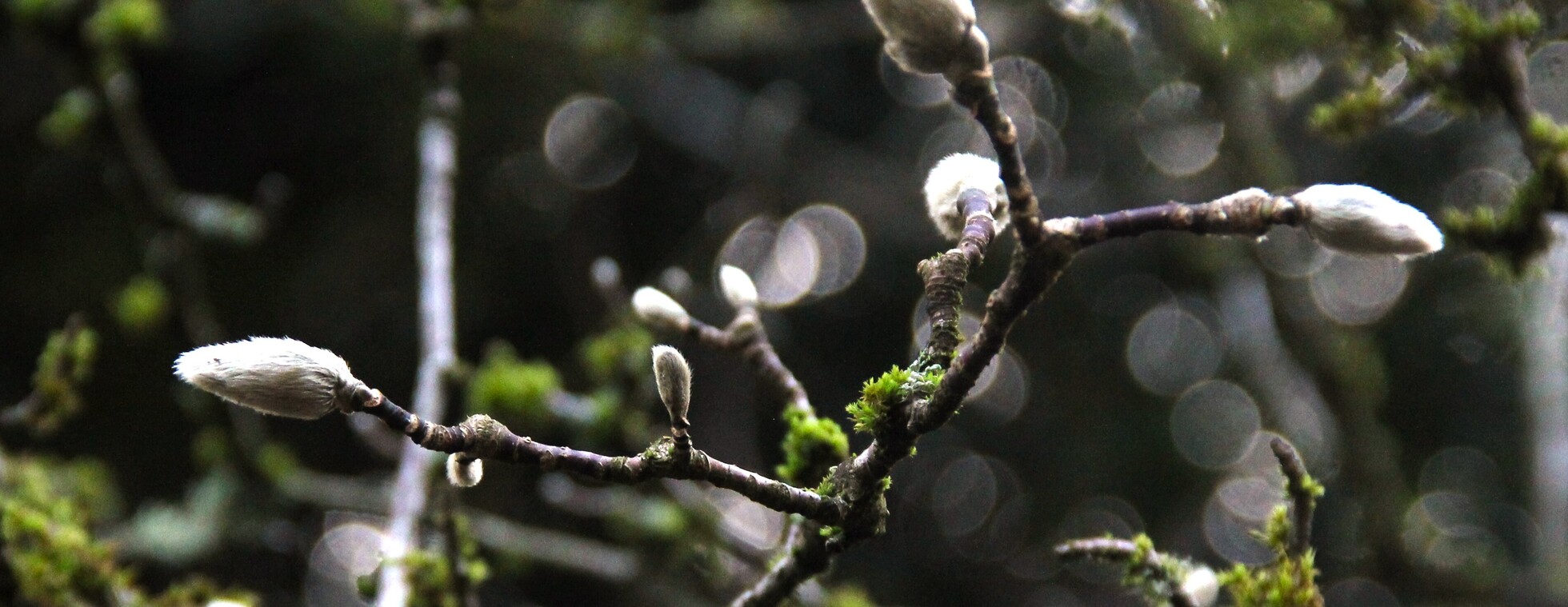 Forest Bathing for Members